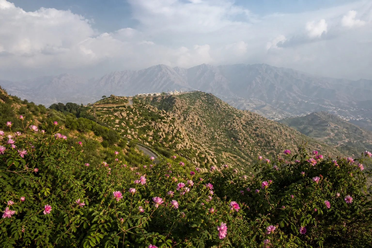 Local SEO for businesses in Taif, Saudi Arabia